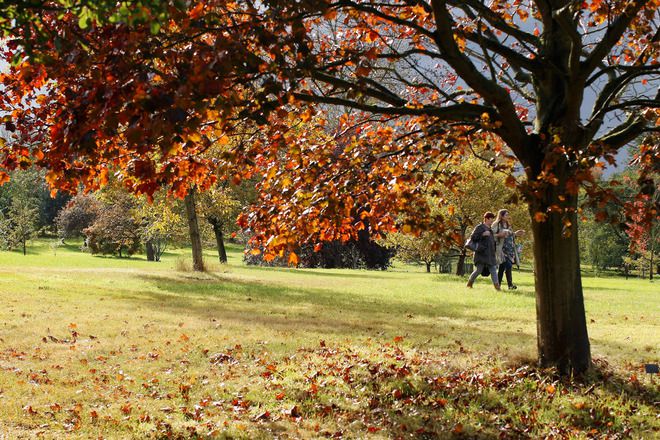 Кралската ботаническа градина в Уисли