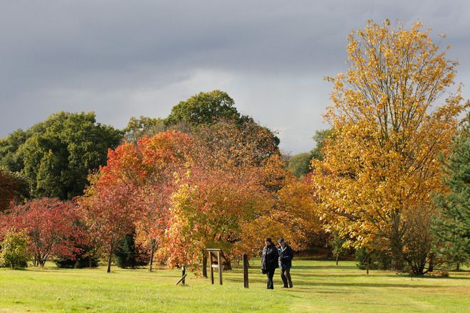 Уисли, Кралската ботаническа градина
