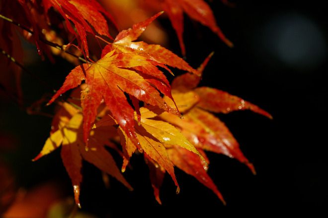 Есенна пъстрота