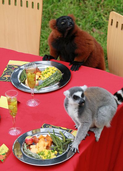 Лемури в Сан Франциско