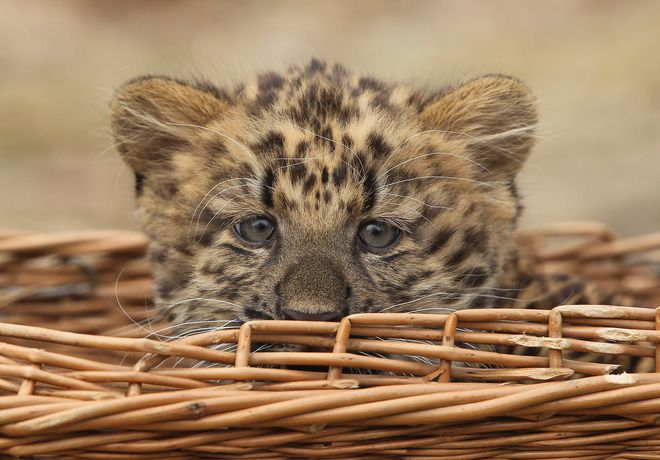 Леопардче в Берлин