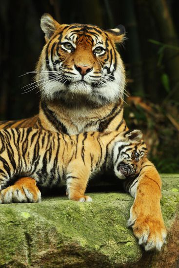 Многодетна майка