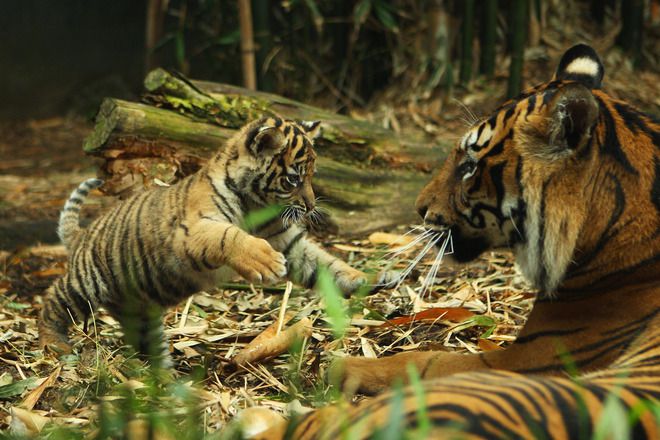 Суматрийска тигрица