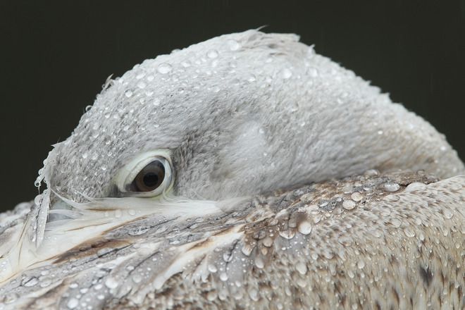 Къдроглав пеликан