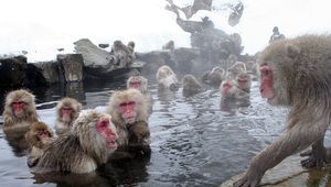 Маймуни през зимата