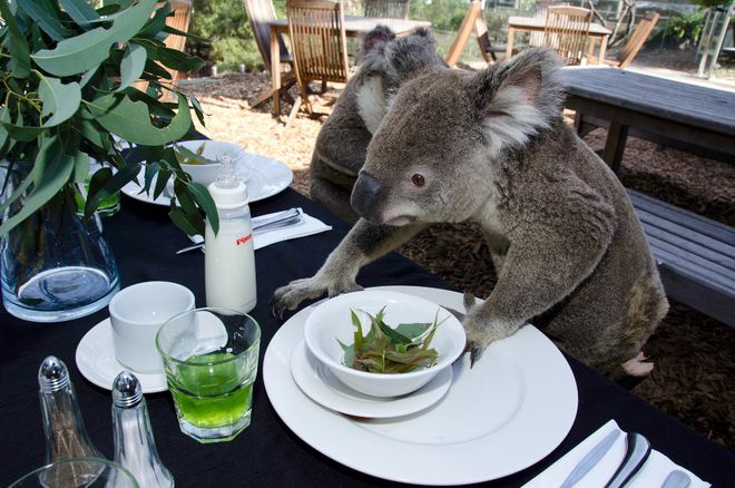 Закуска с коали