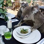 Закуска с коали