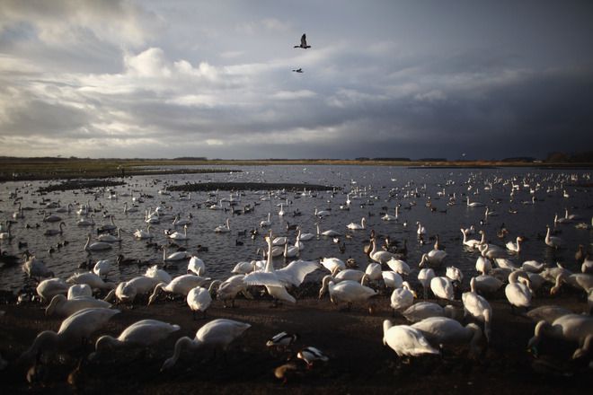 Миграцията на лебедите