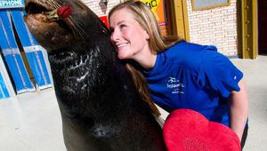 Морски лъв на Св. Валентин