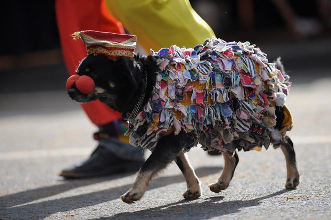 Куче на карнавала