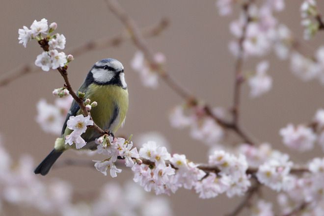 Синигерче през януари