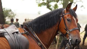 Бойният кон