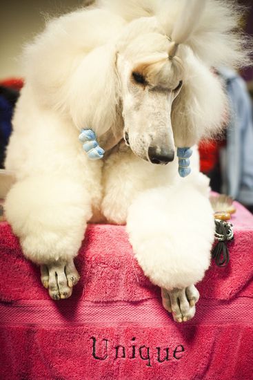 Пудел за изложба