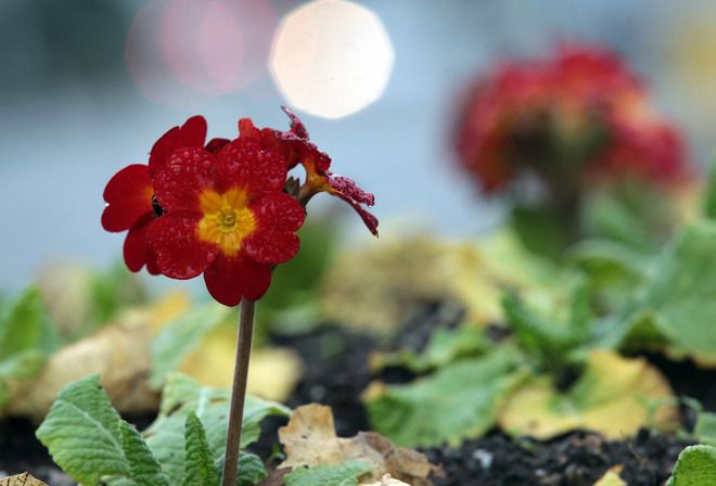 Пролетни цветя