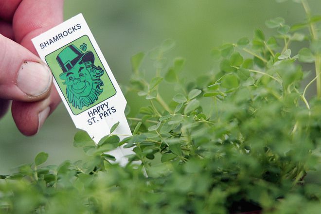 Нещо ирландско, нещо зелено, нещо с детелинка