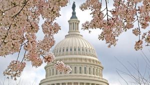 Цъфналите вишни