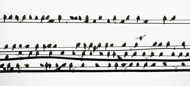 Врабчета на жици