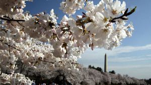 Вишни и паметници