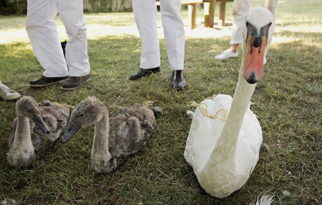 Лебедът и грозните патенца