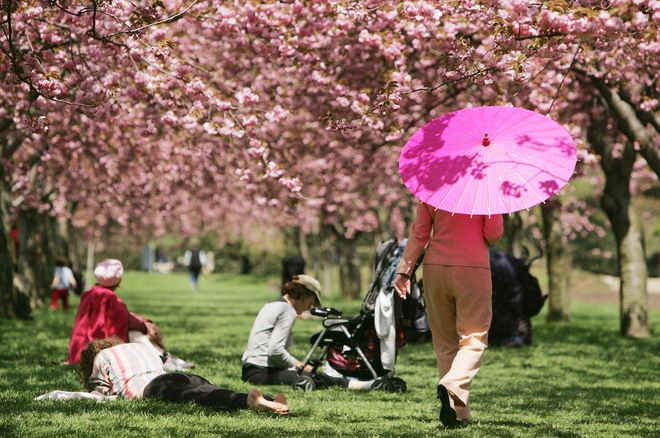 Пикник под дърветата