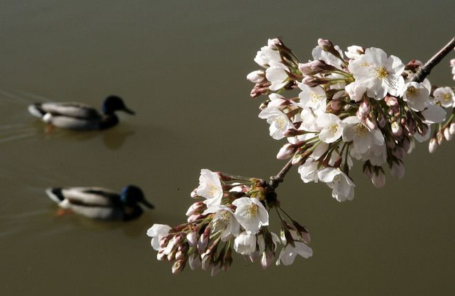 Цъфнали вишни и патици