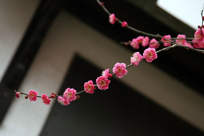 Клонка в розово