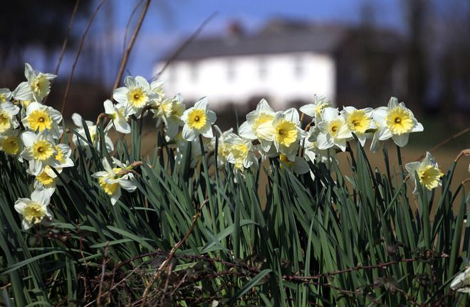 Нарциси отблизо