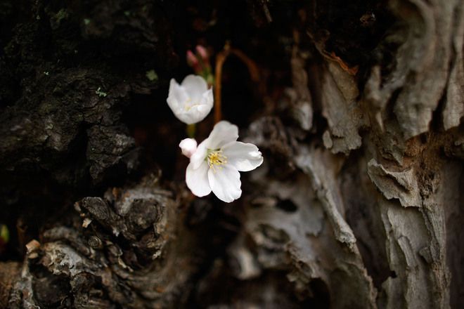Дърво и цвят