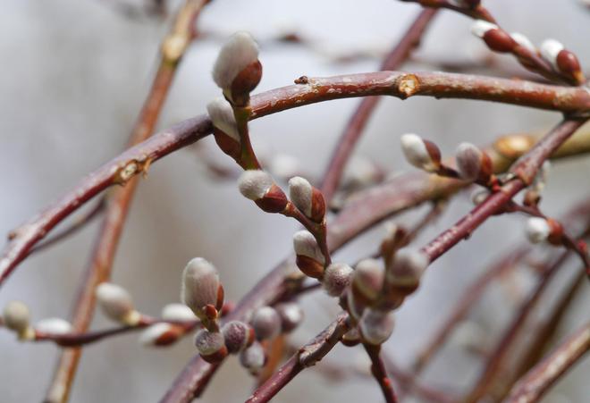 Върбови клонки