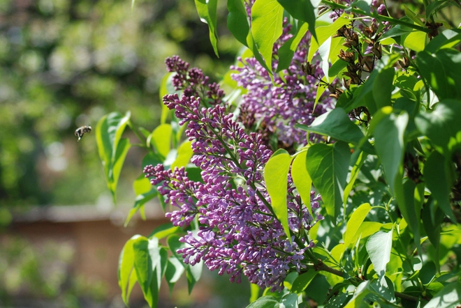 Аз съм само цвят лилав...