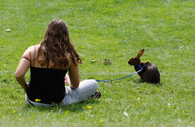 Заек на поляната