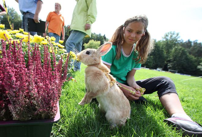 Зайче и цветя