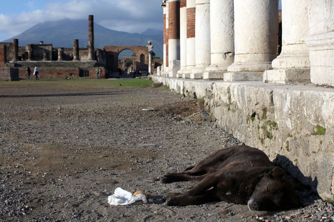 Бездомно куче в Помпей