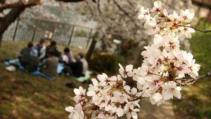 Сезонът на сакурата в Япония (11)