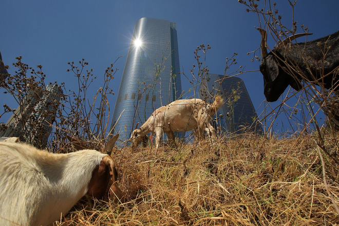 Кози разчистват плевели