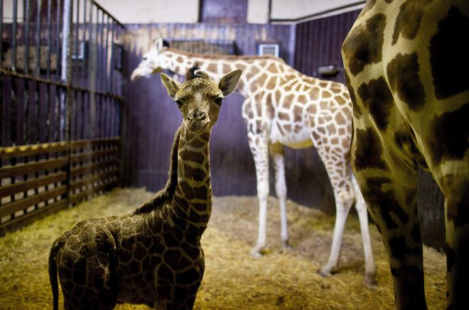 Семейството жирафи в Мадрид