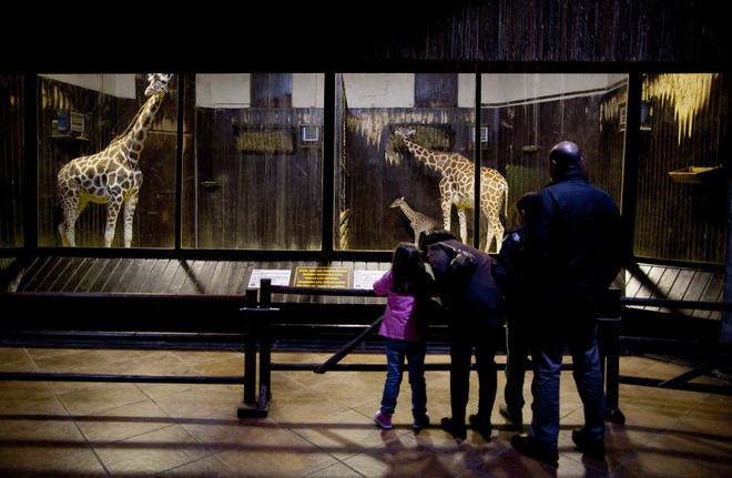 При жирафите в Мадрид