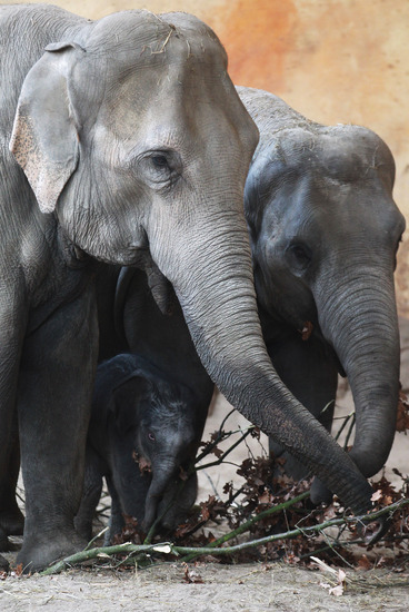 Семейство слонове в Хамбург