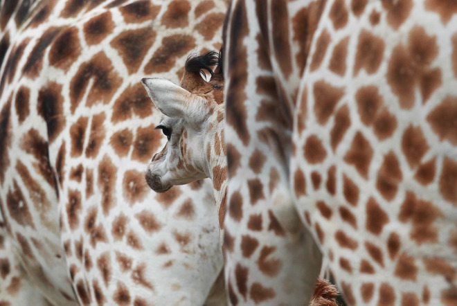 При жирафите в Хамбург