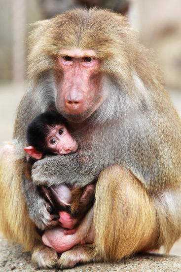 Павиани в Хамбург