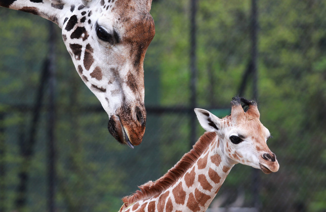 Мугамби и Етоша