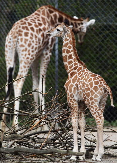 Жирафите в Хамбург