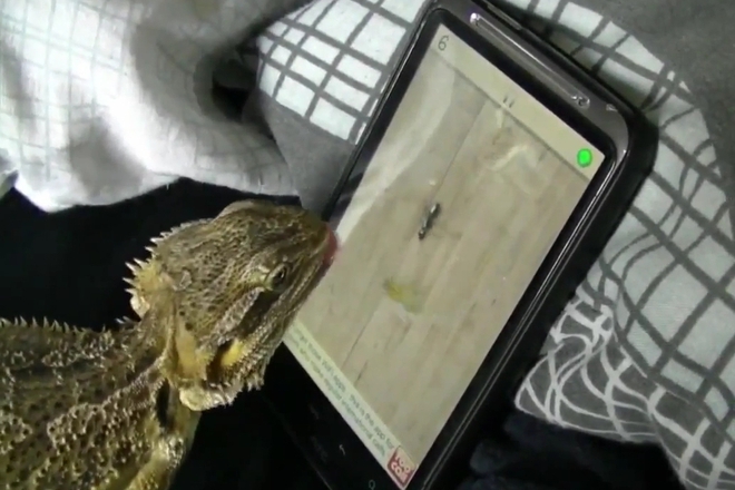 Iguana igrae s tablet