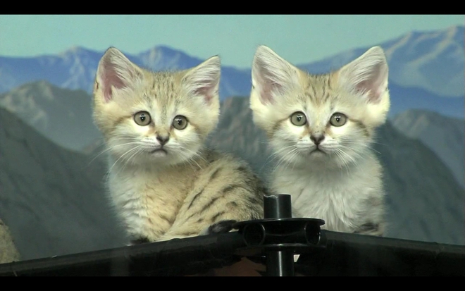 Най-сладките диви котенца