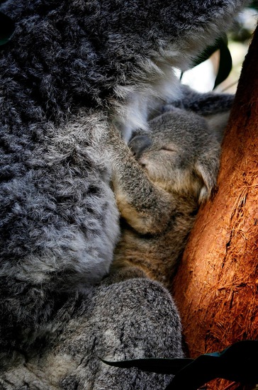 Бебе коала в прегръдките на майка си