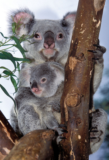 Двойка коали