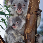Двойка коали