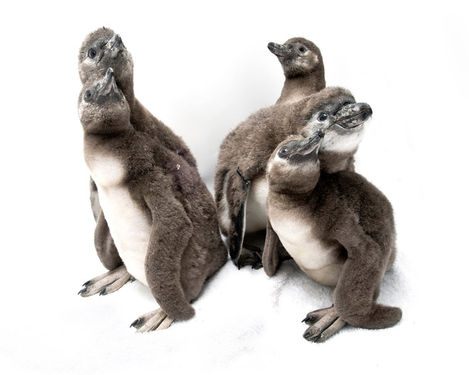 Петте пингвинчета