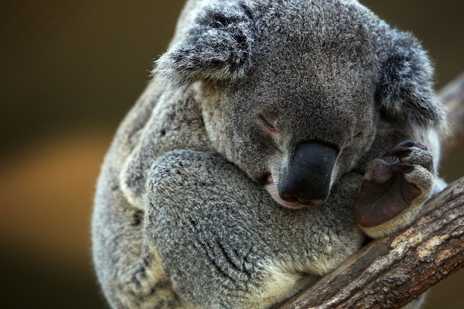 Koala v zoopark