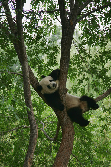 Панда на дървото